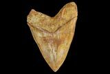 Serrated Fossil Megalodon Tooth - Massive Indonesian Meg #154641-2